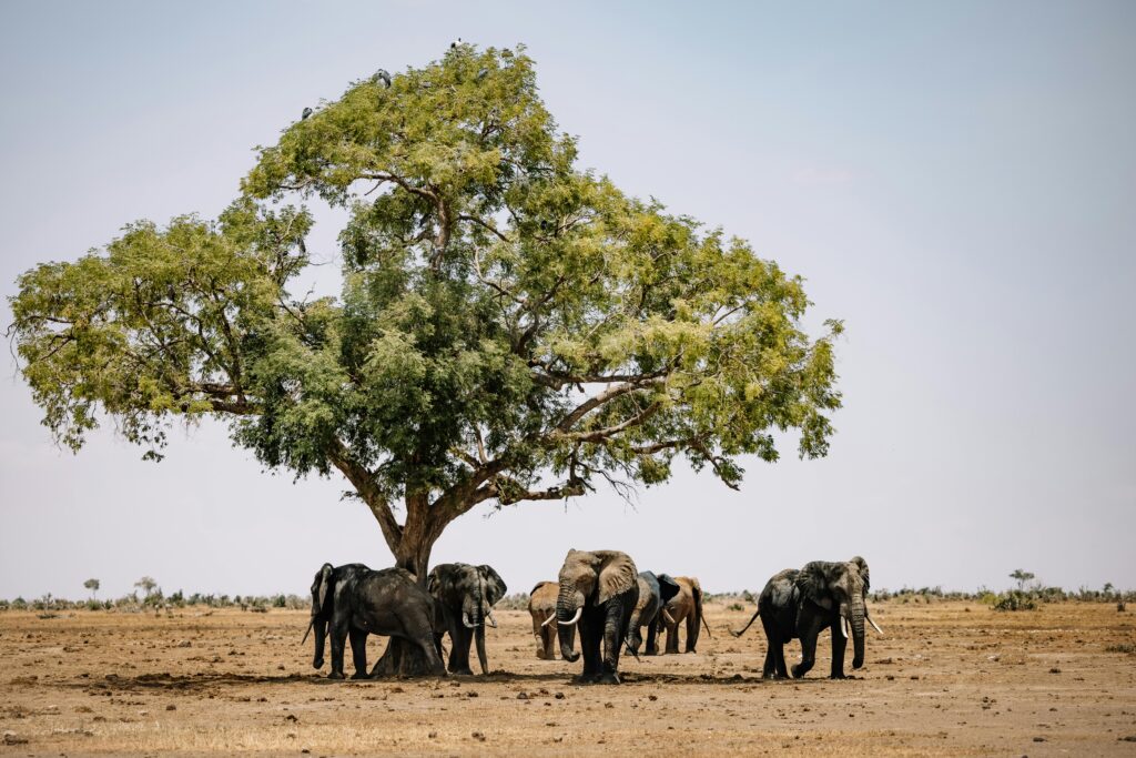 Ecclesiastes There Is A Timing For Everything Picture of Elephant and Tree